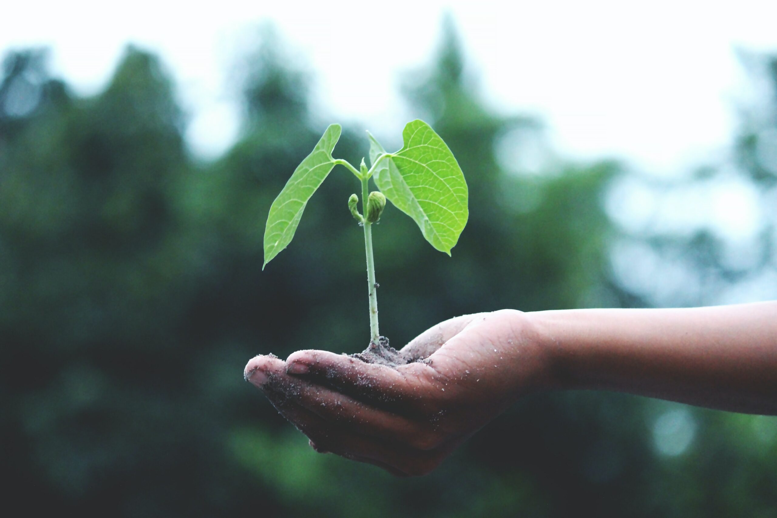 plant growing from hand